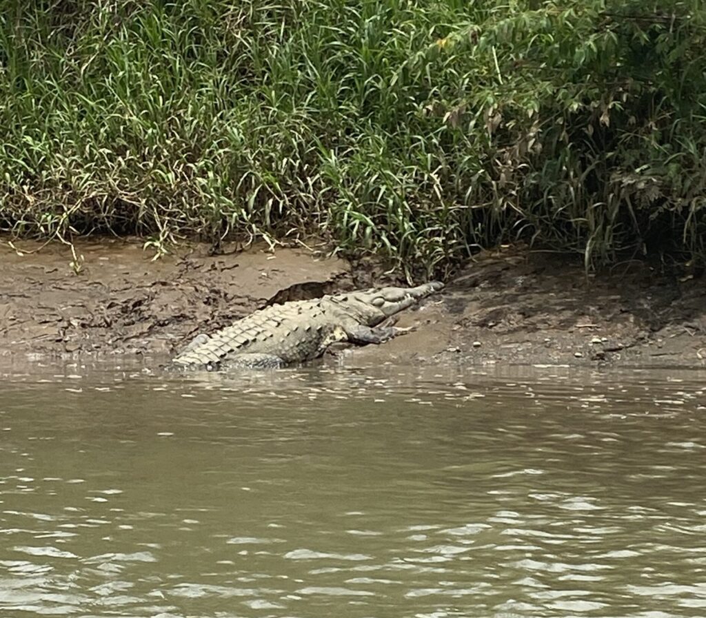 A photo of an American Crocodile on a riverbank in Costa Rica taken by Spiro Stakauskas