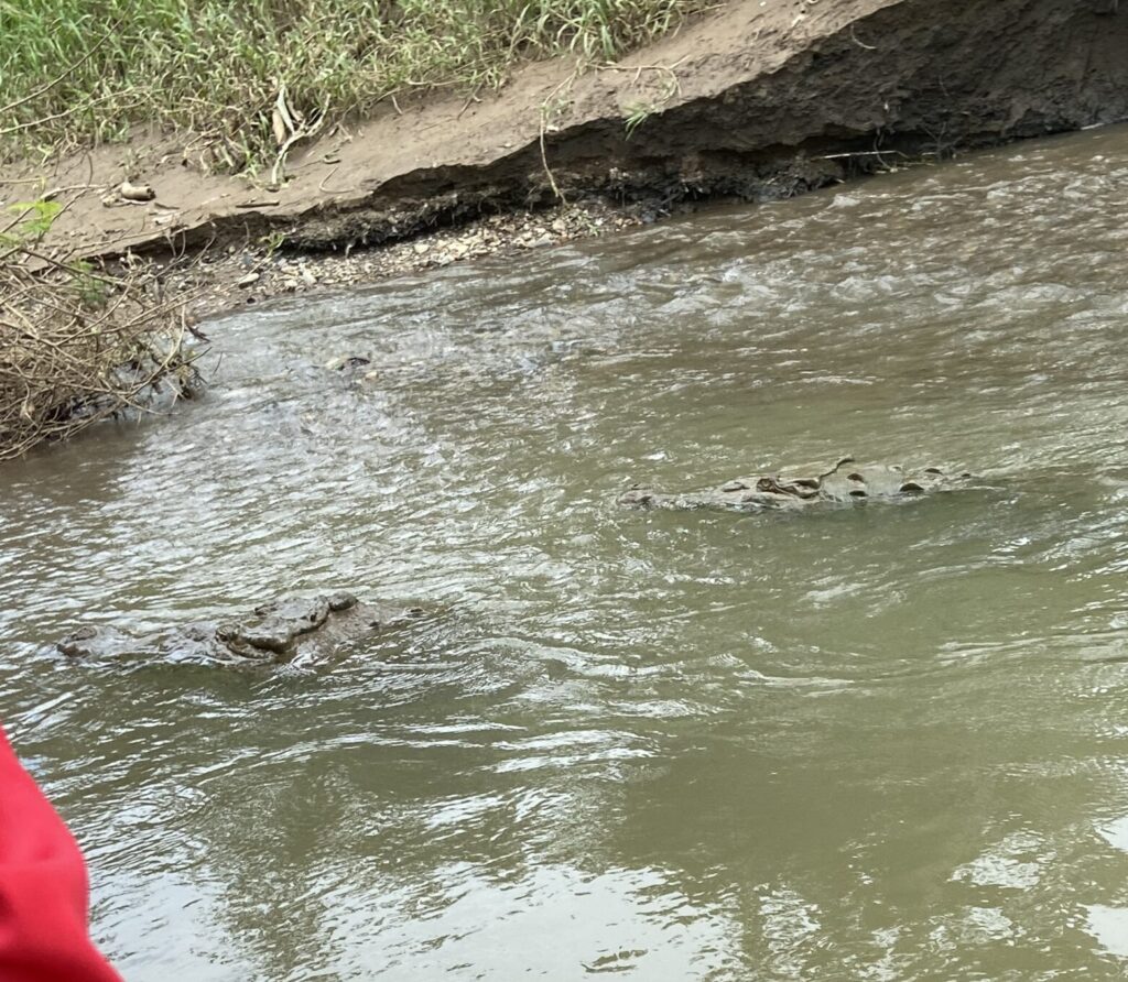 A photo of two American Crocodiles in a river in Costa Rica taken by Spiro Stakauskas