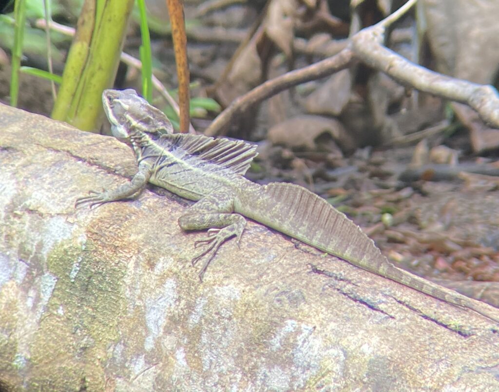 A photo of a Common Basilisk in Carara National Park taken by Spiro Stakauskas