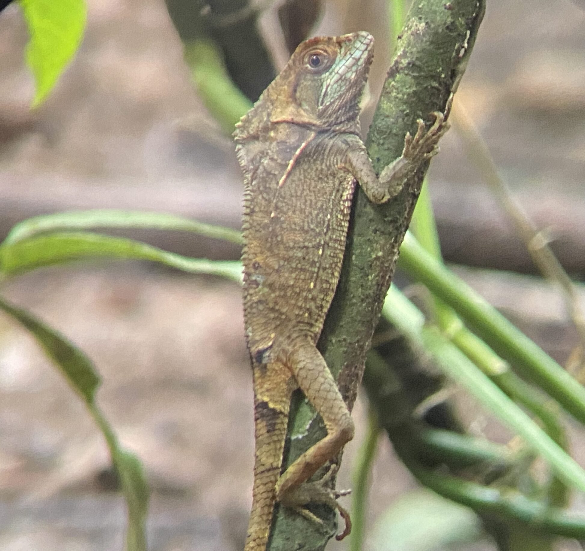 A photo of a Helmeted Iguana in Carara National Park in Costa Rica taken by Spiro Stakauskas