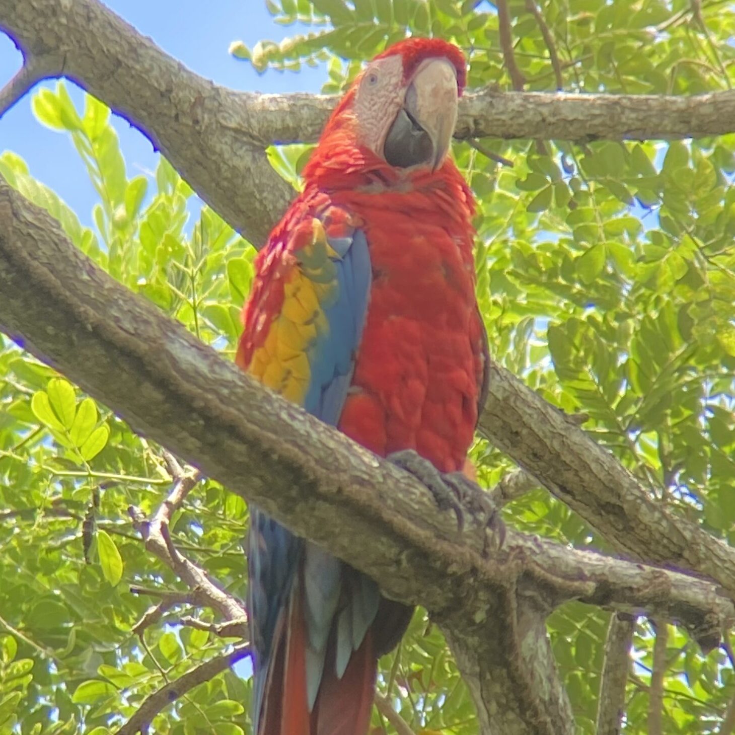 A photo of a Scarlet Macaw on a tree branch near Carara National Park in Costa Rica taken by Spiro Stakauskas