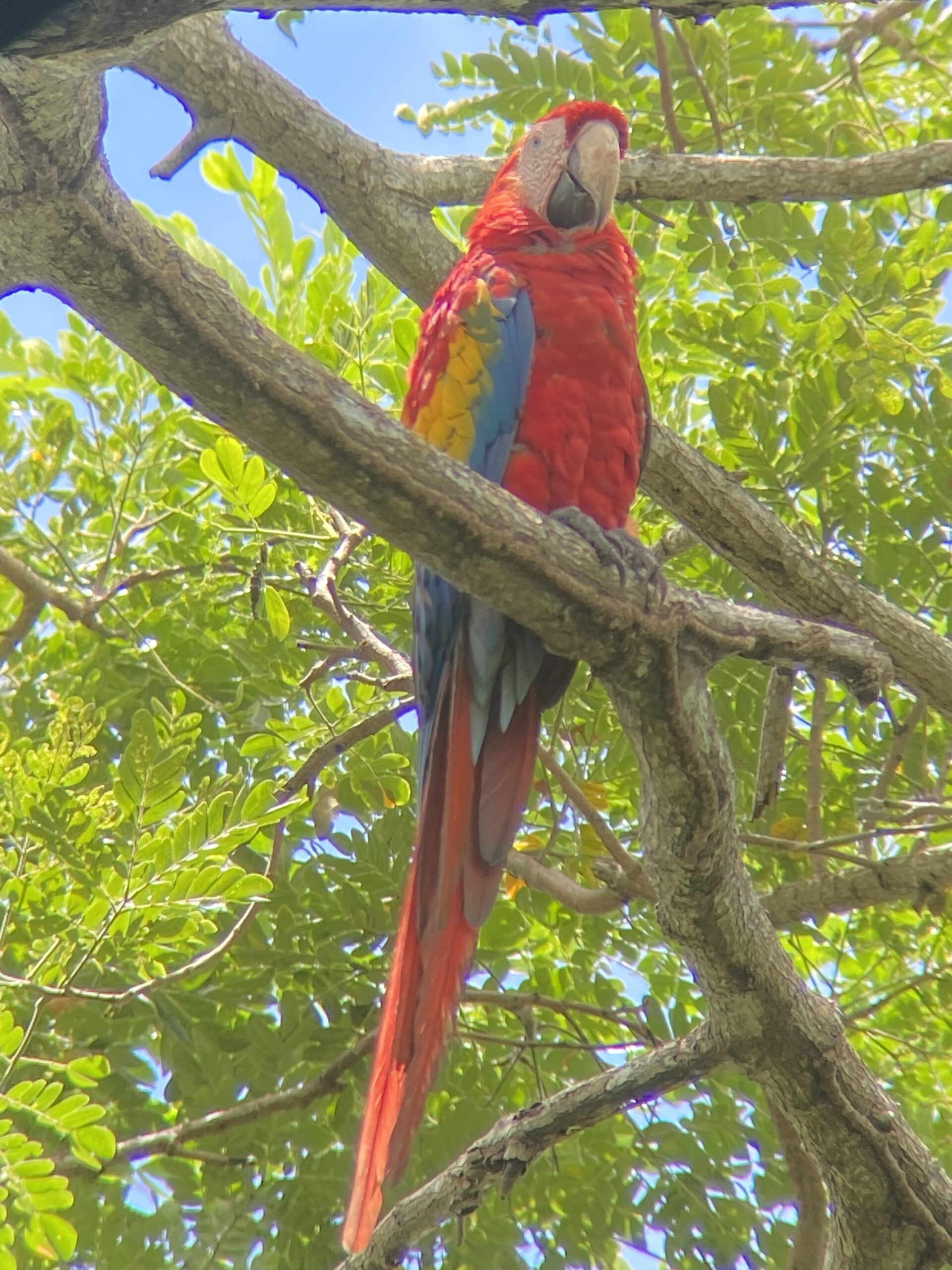 A photo of a Scarlet Macaw on a tree branch near Carara National Park in Costa Rica taken by Spiro Stakauskas