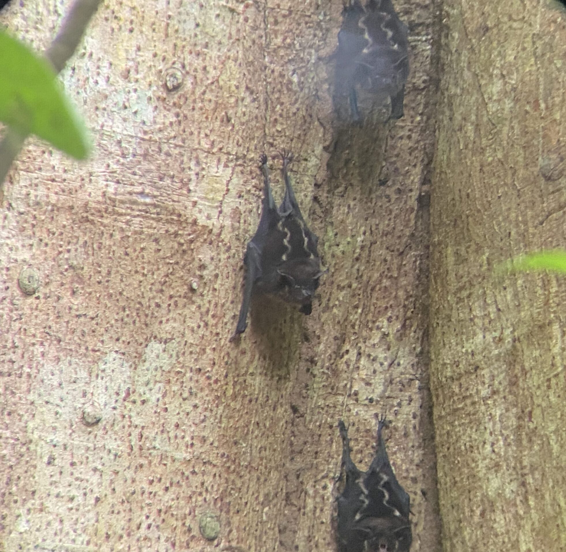 A photo of Greater Sac-winged Bats on a tree trunk in Costa Rica taken by Spiro Stakauskas