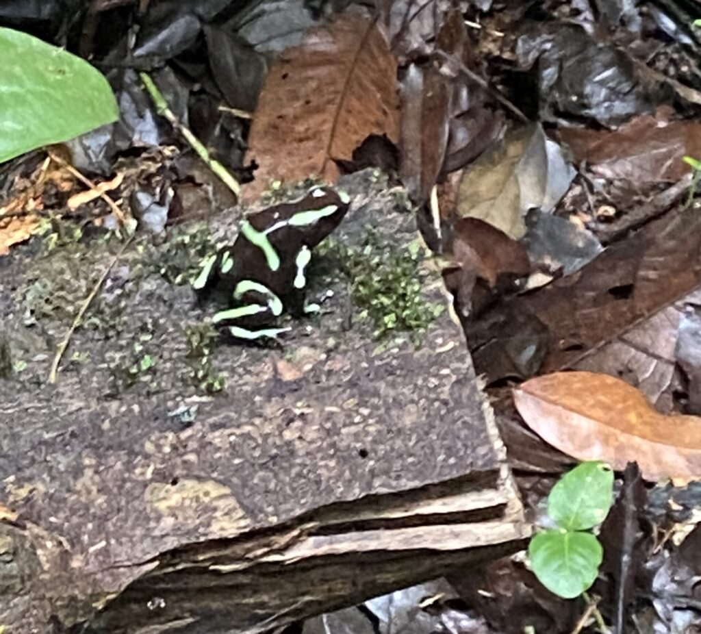A photo of a Green-and-black Poison Dart Frog in Costa Rica taken by Spiro Stakauskas