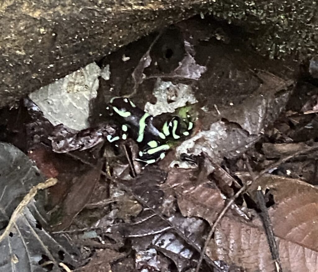 A photo of a Green-and-black Poison Dart Frog in Costa Rica taken by Spiro Stakauskas