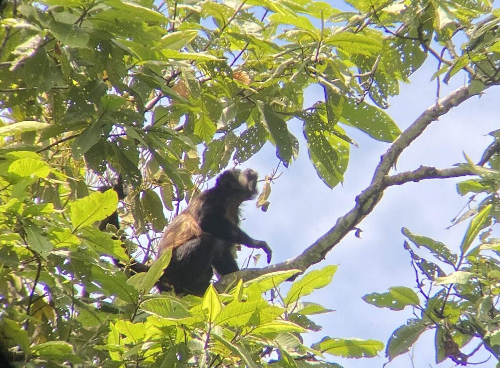 A photo of a Mantled Howler Monkey in Costa Rica taken by Spiro Stakauskas