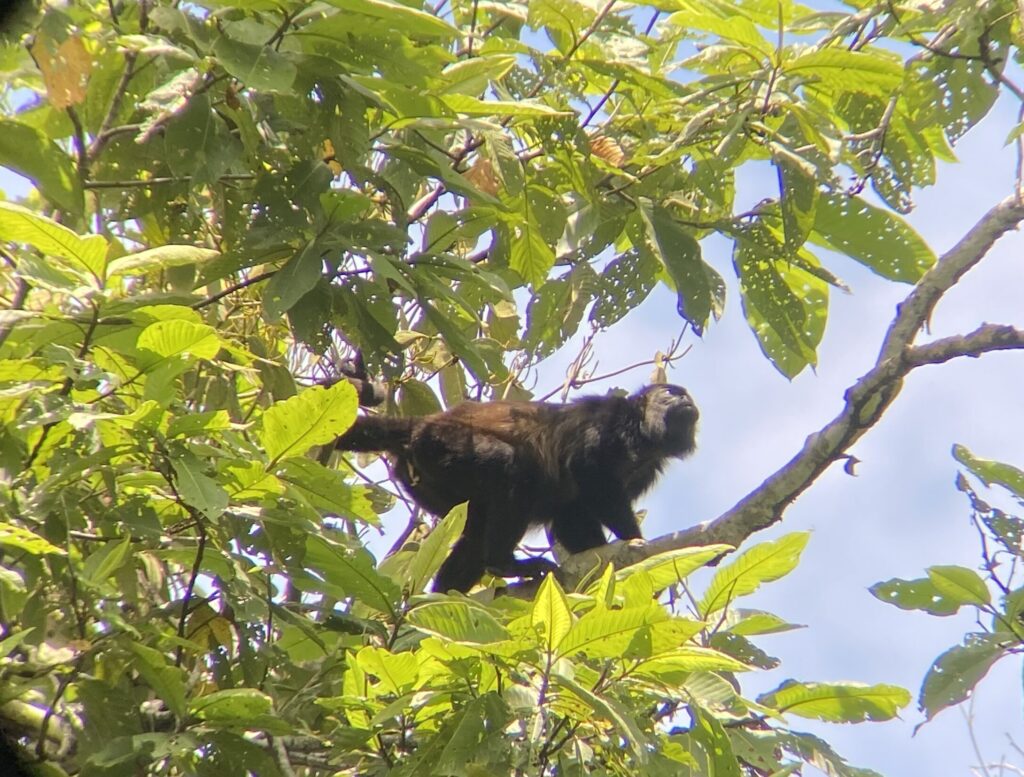 A photo of a Mantled Howler Monkey in Costa Rica taken by Spiro Stakauskas
