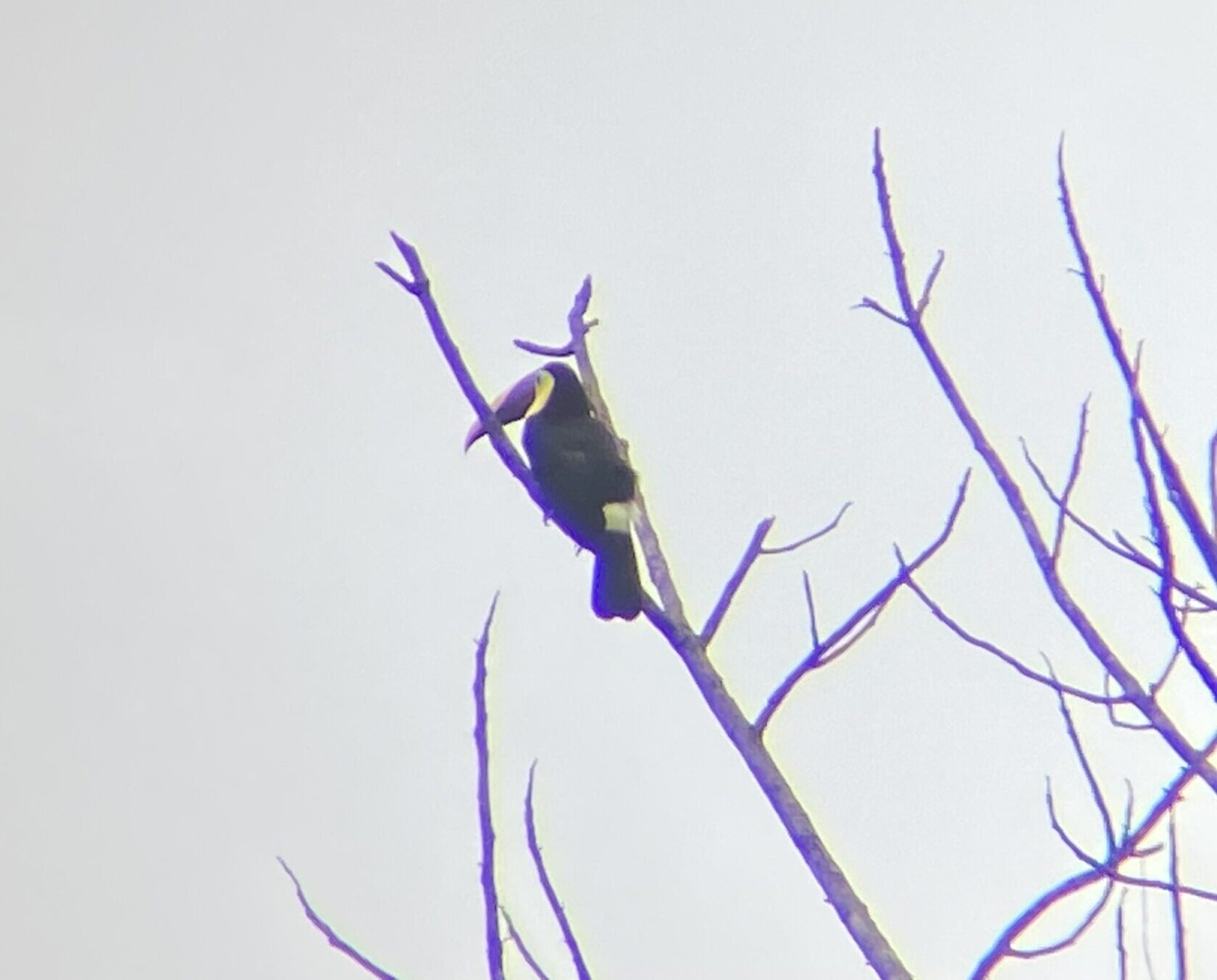 A photo of a Yellow-throated Toucan on top of a tree in Costa Rica taken by Spiro Stakauskas